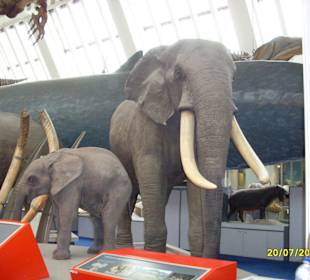 Elefanten vor einem Blauwal