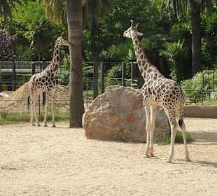 Giraffen