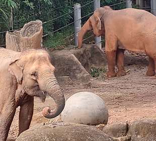 Singapur Zoo