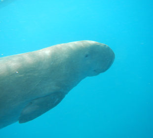 Schnorcheln Marsa Alam