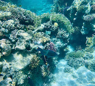 Schnorcheln Marsa Alam