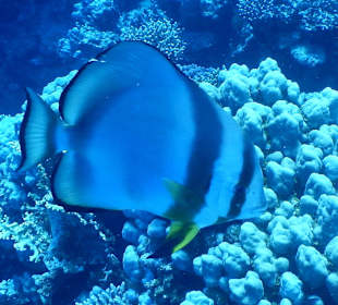 Fledermausfisch