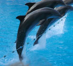 Delphin Show