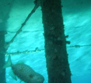 "Maggie" am Pier der Tauchboote