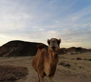 Mein erstes Kamel, love them