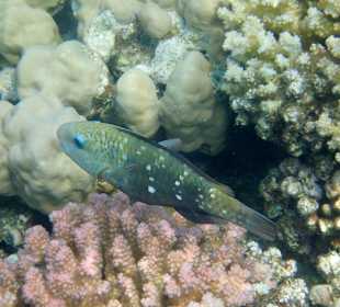 Schnorcheln Makadi Bay