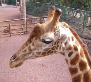 Den Tieren kann man nahe kommen