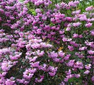 Impressionen aus dem Rhododendronpark Gristede