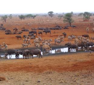 Am Wasserloch vor der Lodge