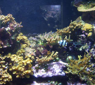 Aquarium Berlin