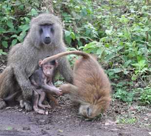 Playful baboons at Ngorongoro
