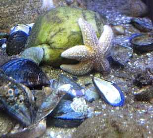 Aquarien im Nationalpark-Haus