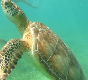 Turtle