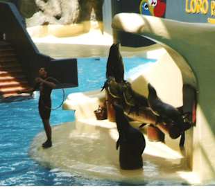 Loro parque