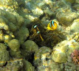 Hotelstrand, Riff, Anemonenfische