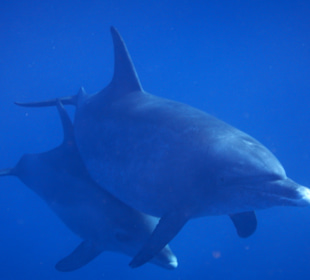 Delfin Tour Hurghada