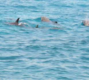 Delfine Delfine Delfine