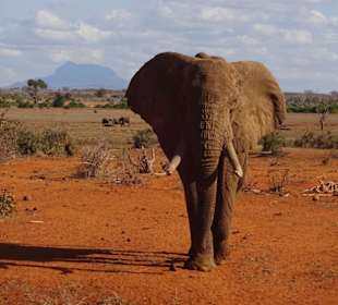 Elefant im Tsavo- Ost