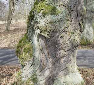 (nur) ein Herz in meiner Rinde