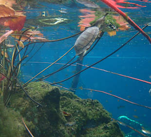 Cenote Tour Tulum Coba