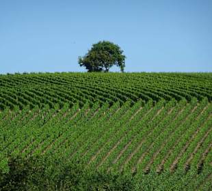 Weinberge an der Mainschleife