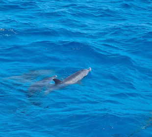 Delfin Tour Makadi Bay