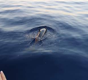 Schnorcheln Shark Bay