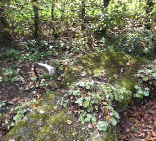 Kneipp`scher Sinnesgarten