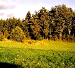Eine Elchkuh
