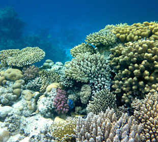 Von ganz links am Strand, nach links schnorcheln!