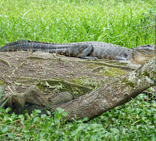 Ein Alligator beim Sonnenbad