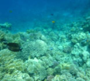 Schnorcheln Makadi Bay