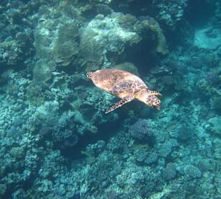 Schildkröte Riff Grand Makadi
