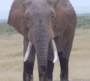 Tembo-Opa