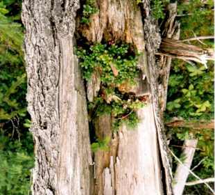 Bewohner im verwitterten Baumstumpf