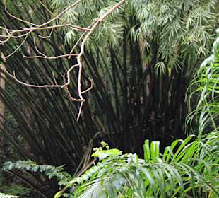 Welchman Hall Gully