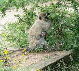 Affe mit Baby im Tsavo Ost