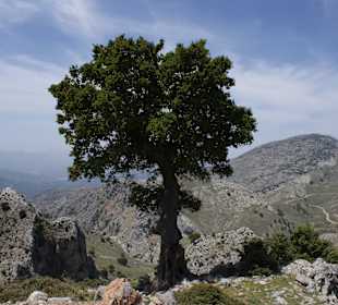 Landesinnere