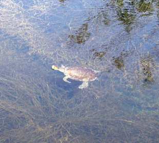 Schildkröte im Kourna Lake