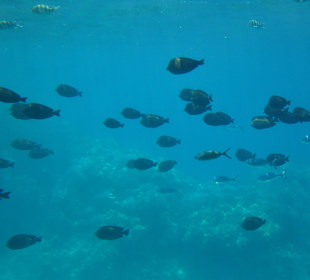 Submarine Sharm