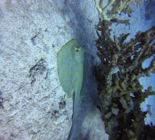 Tauchbasis Ilios Dive Club Steigenberger Al Dau Resort Hurgh