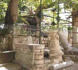 Die Platane des Hippokrates