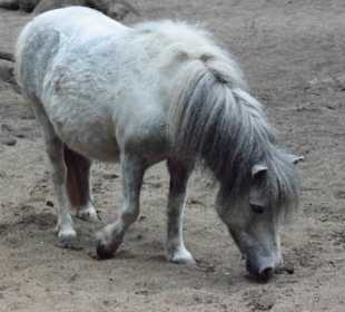 Shetland-Pony