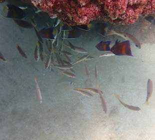 Unterwasserwelt Musandam