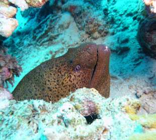 Napoleon reef