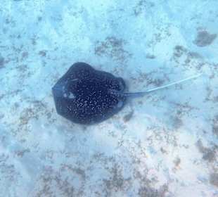 Schnorcheln Marsa Alam