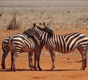 Julius Tact / JT Safaris 