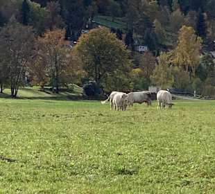 Wandern Enzklösterle