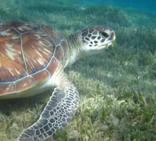 Schildköte in unserer Lagune