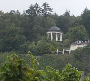 Bei unseren Wanderungen bei Rüdesheim